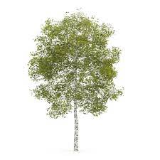 Tree Birch M 3d Model Tree Photoshop Birch Tree Tattoos Birch Tree Art