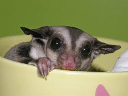 Temperament Changes In Breeding Sugar Gliders Cage To Bonding Pouch Changing Staple Foods Suncoast Sugar Gliders