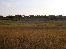 Image result for Millettia ebenifera