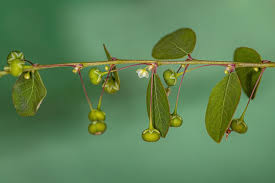 Image result for Phyllanthus tenellus