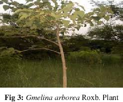 Leqin, effect of gmelina arborea roxb. Figure 3 From A Review On Gambhari Gmelina Arborea Roxb Semantic Scholar
