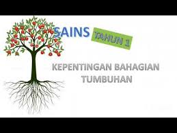 Setiap kumpulan diberikan dua jenis tumbuhan yang berlabel tumbuhan a dan tumbuhan b. Kepentingan Bahagian Tumbuhan Sains Tahun 1 Youtube