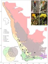 Image result for Pteronia acuminata