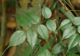 Image result for Rourea