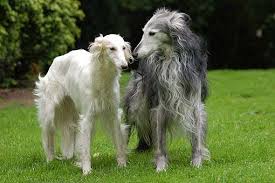 Check spelling or type a new query. Silkendream Silken Windhounds Susseste Haustiere