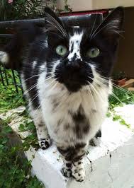 Black And White Spotted Cat Blackmuzzle White Tom With Black Splotches Quick And Funny Beautiful Cats Pretty Cats Spotted Cat