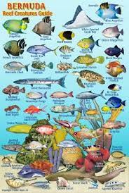 Bermuda Reef Creatures Guide Franko Maps Laminated Fish Card 4 X 6 Franko Maps Ltd 9781601904065 Amazon Com Books In 2021 Fishing Cards All Fish Fish Chart