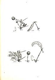 Image result for Acacia tenuispina