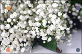 Will Babys Breath Survive Winter Learn About Babys Breath Cold Tolerance Plants Baby S Breath Plant Babys Breath