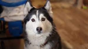 He is so black he is blue black. Shutterstock