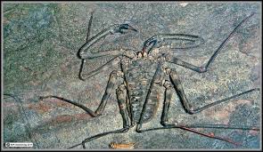Jump to navigationjump to search. Arthropods 2