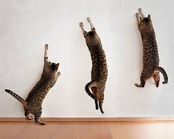 9527 Katzen So High