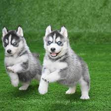 Siberian Husky Puppy Pups Husky Puppy Cute Puppies And Kittens Siberian Husky Puppy