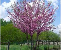 Alcune insalate hanno fiori interessanti, che mantengono un gusto caratteristico della foglia: Cercis Albero Di Giuda L Albero Delle Nostre Strade Coltivazione E Cura Giardinaggio Verde