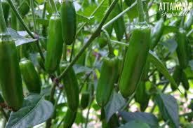 It is a tender perennial if you grow them in zones 8 or higher. Green Jalapeno Hot Peppers On A Plant Easy Vegetables To Grow Perennial Vegetables Hot Peppers Plants