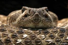 6 Fact About Rattlesnake And Their Babies With Images Snake Rattlesnake Poisonous Snakes