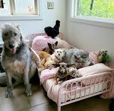 Steve Greig has adopted dozens of the oldest dogs he could find - The Washington Post