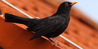 Vogel Im Fruhling In 2020 Amsel Vogel Tiere Amsel