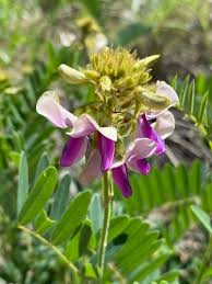 Image result for Tephrosia praecana