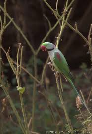 Conservationists Cry Foul Over Rampant Illegal Bird Trade | Bengaluru News  - Times Of India