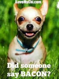 20 Chihuahua Memes That Will Make You Laugh I Love My Chi