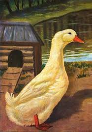60 to 140 white eggs. German Pekin Wikipedia
