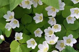 Image result for Oxygonum buchananii