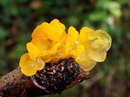 Autumn Jelly. Tremella mesenterica, Yellow Trembler, Gaasp… | Flickr