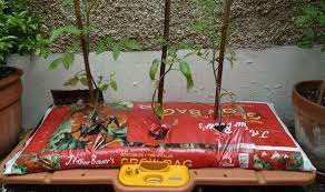 As the tomato plant grows and develops it will need transferring into a larger pot (as per the label) to ensure the roots have plenty of room to grow. How To Water Tomatoes In Grow Bags Cromalinsupport