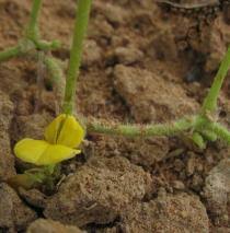 Image result for Vigna subterranea