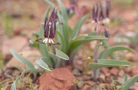 Image result for Ornithoglossum