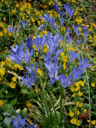 Grassnut ‘Koningin Fabiola’