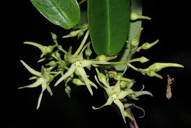 Image result for Cryptolepis obtusa