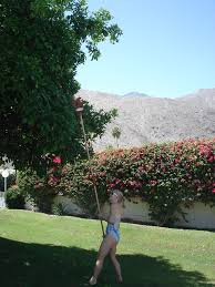 Gail picking grapefruit