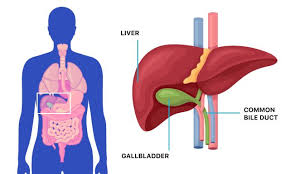 Although nuts are high in fat, they're often recommended as part of a gallbladder diet. Gallbladder Problems Gallstone Symptoms Diagnosis Treatment