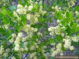 Image result for Zanthoxylum capense