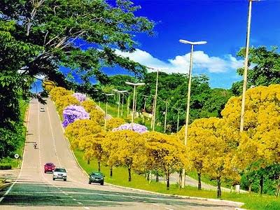 Mais de 350 mudas de Ipê serão plantadas na avenida João XXIII - Cidadeverde.com