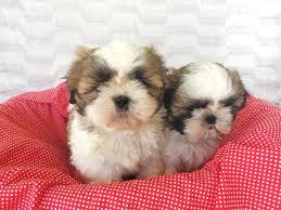 Shih Tzu Yavru 05337049271 Shih Tzu Yavru 05337049271 Kopek Kopekseverler Kopeksahiplendirme Kopekyavrusu Evcilhayvan Evcilhay Shih Tzu Cute Dogs Dogs