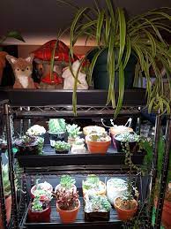 Varieties of growing cactus without spines have also become popular with the name succulent in recent years. Cactus And Succulents Forum Grow Light Information And Discussion Garden Org