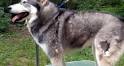 Husky Shedding: How Bad is it? | MHL