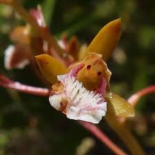 Image result for Eulophia calantha
