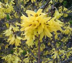 Pin On Gardening