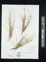 Image result for Schoenoplectus erectus