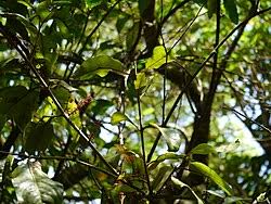 Image result for Helixanthera verruculosa