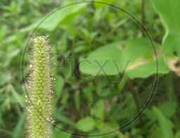 Image result for Setaria parviflora