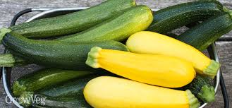 Growing zucchini is very popular among the home gardeners. Zucchini Grow Guide