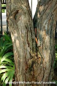 Image result for Dalbergia martinii