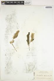 Image result for Lankesteria alba