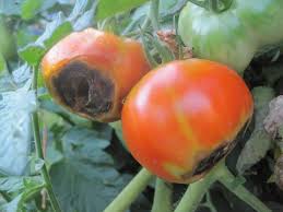 Total time 1 hour 10 minutes. How To Stop Blossom End Rot Small Footprint Family