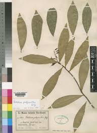 Image result for Peddiea